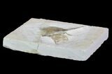 Pterosaur Sternal Plate - Solnhofen Limestone, Germany #108926-2